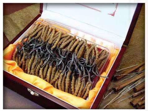 木里冬虫夏草回收